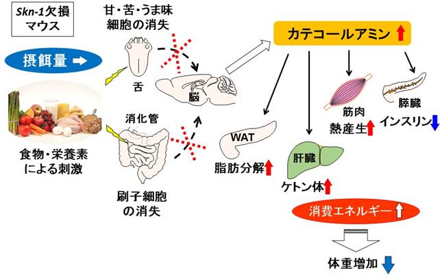 生体 エネルギー と 代謝 に関する 記述 で ある